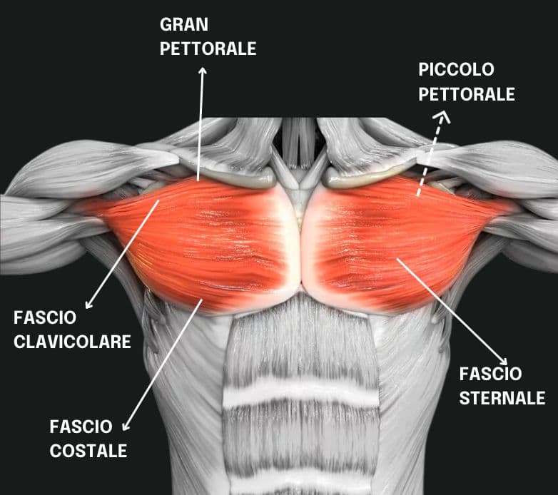 I PETTORALI: GUIDA AL MUSCOLO