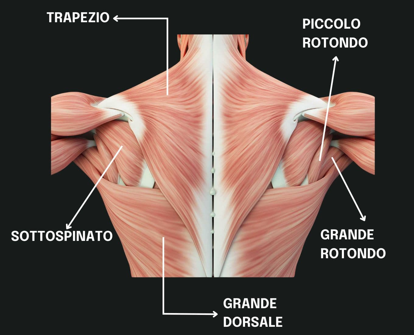 I DORSALI: GUIDA AL MUSCOLO