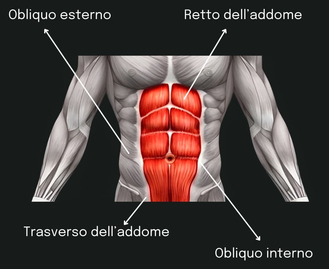 GLI ADDOMINALI: GUIDA AL MUSCOLO