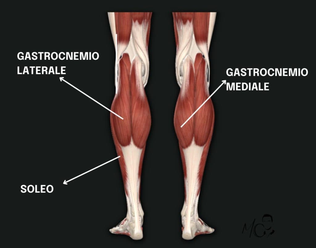 I POLPACCI: GUIDA AL MUSCOLO