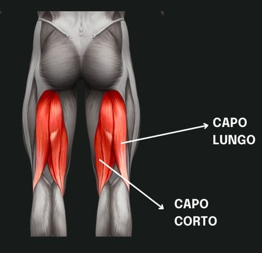 I BICIPITI FEMORALI: GUIDA AL MUSCOLO