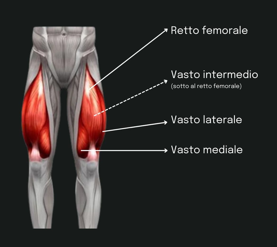 I QUADRICIPITI: GUIDA AL MUSCOLO