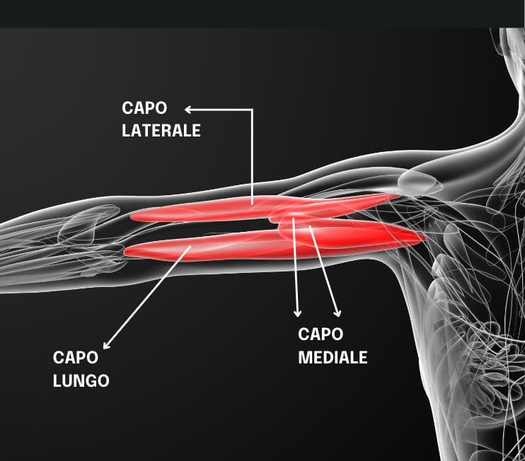 I TRICIPITI BRACHIALI: GUIDA AL MUSCOLO