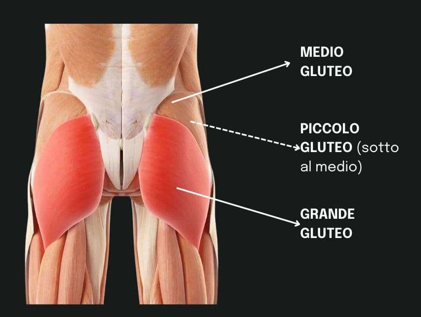 I GLUTEI: GUIDA AL MUSCOLO