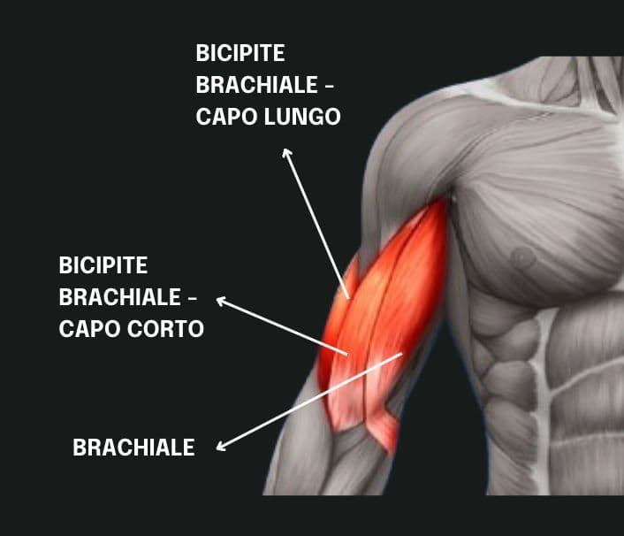 I BICIPITI BRACHIALI: GUIDA AL MUSCOLO